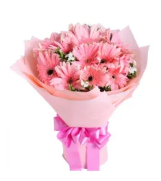 Pink Gerbera